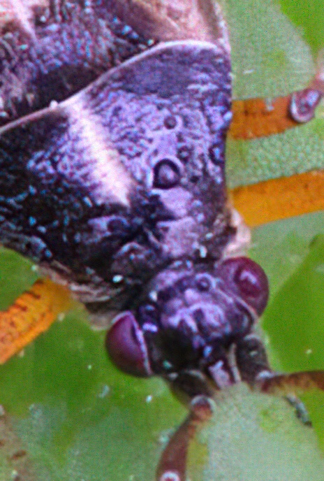 Common Flower Bug