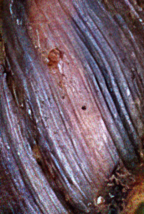 Pfeiffer’s Amber Snail