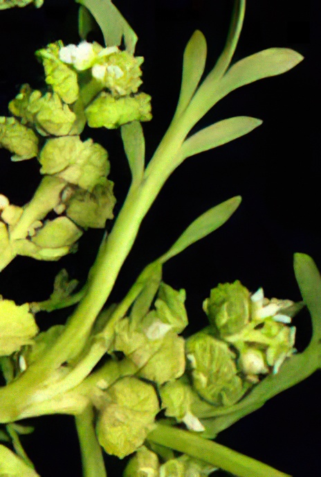 Swine Cress