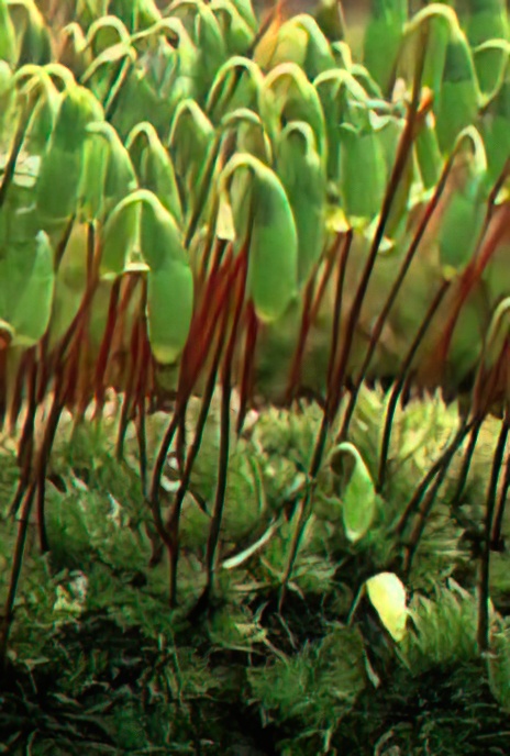 Capillary Thread Moss