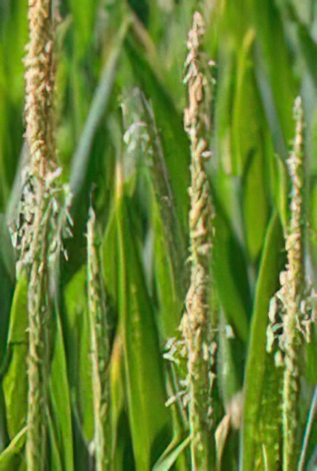 Black Grass