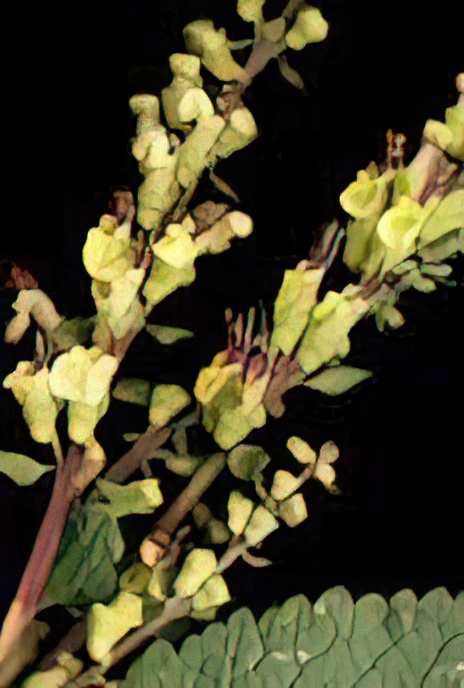Wood Sage