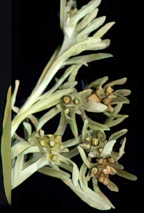 Marsh Cudweed