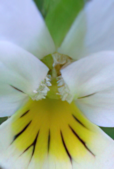 Field Pansy