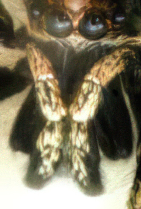 Zebra Spider