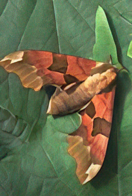 Lime Hawk Moth                      Mimus tiliae