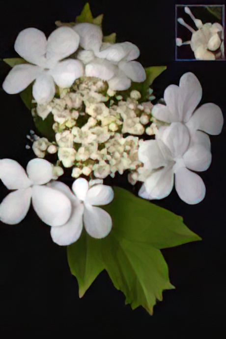 Guelder-rose