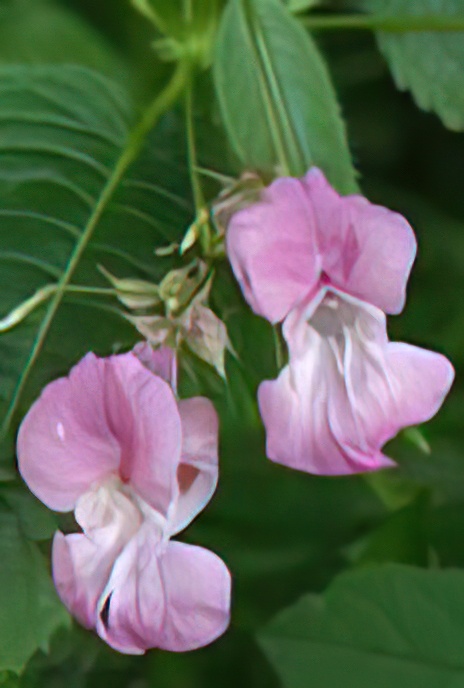 Indian Balsam
