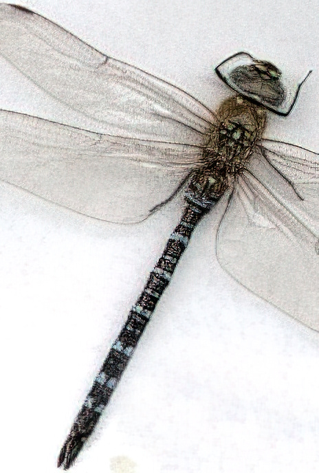 Migrant Hawker