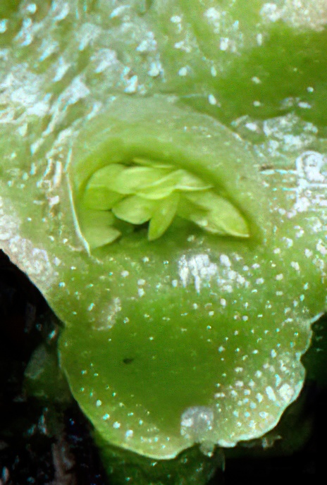 Crescent Cup Liverwort