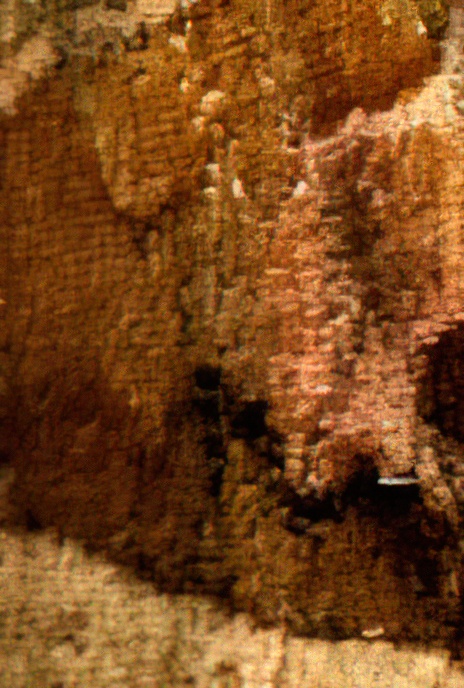 Angle Shades Moth