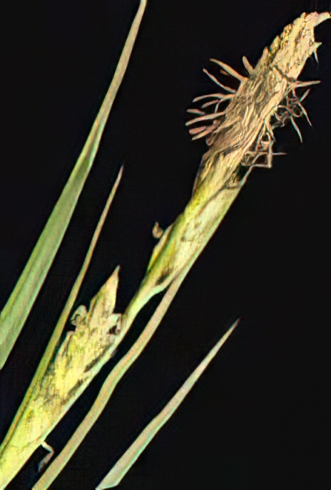 Hairy Sedge