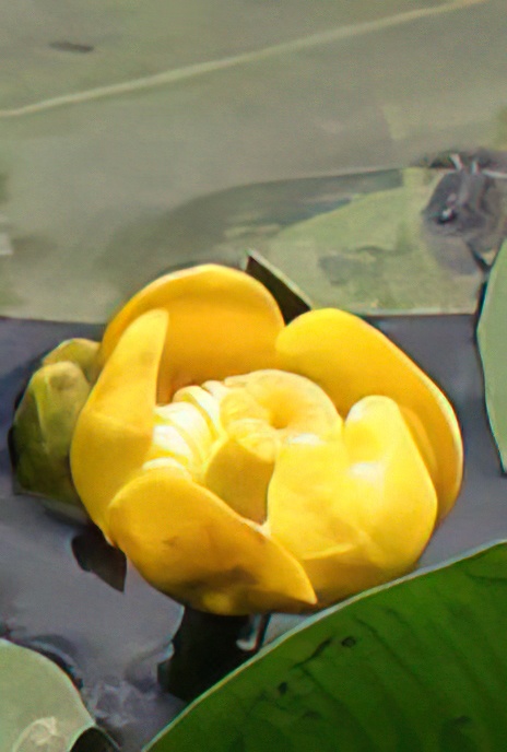 Yellow Water-lily
