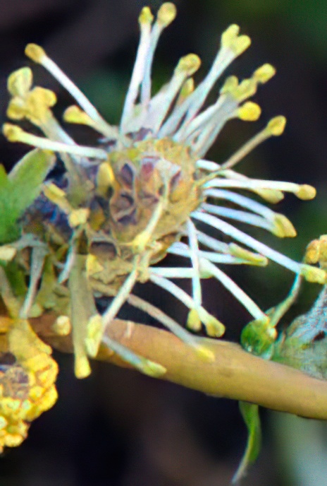 Creeping Willow