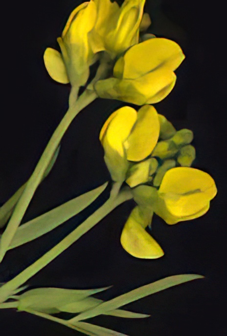 Meadow Vetchling