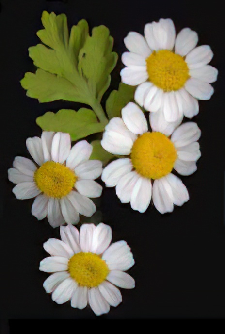 Feverfew or Batchelors Buttons