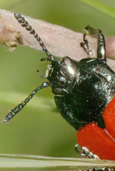 Poplar Leaf Beetle