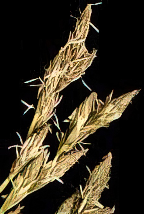 Oval Sedge