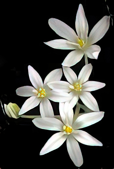 Common Star of Bethlehem
