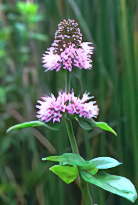 Water Mint