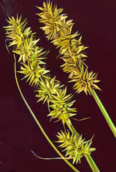 False Fox Sedge