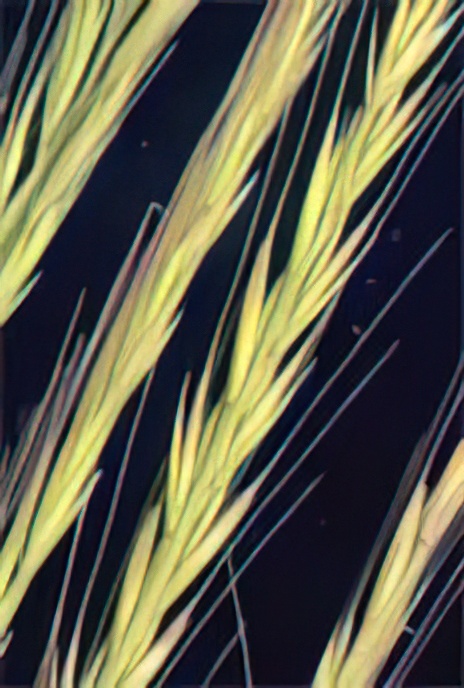 Rat’s-tail Fescue