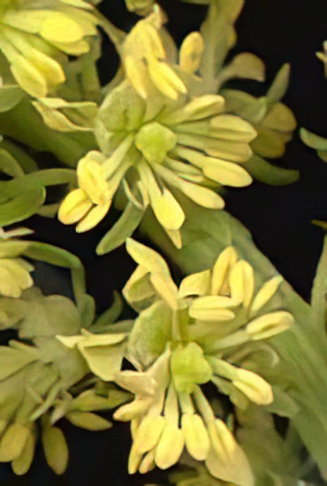 Wild Mignonette