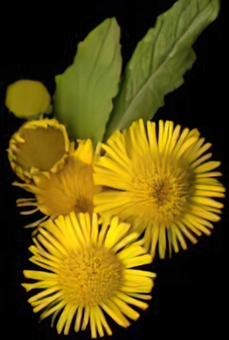Fleabane