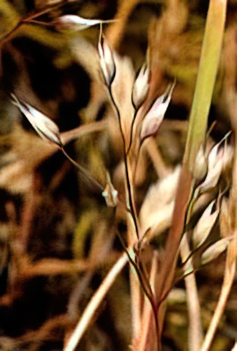 Silver Hair Grass