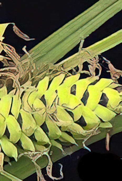 Common Sedge