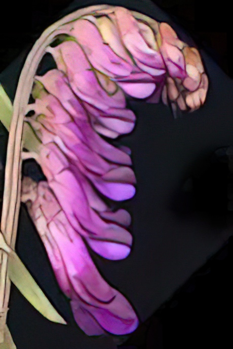 Tufted Vetch