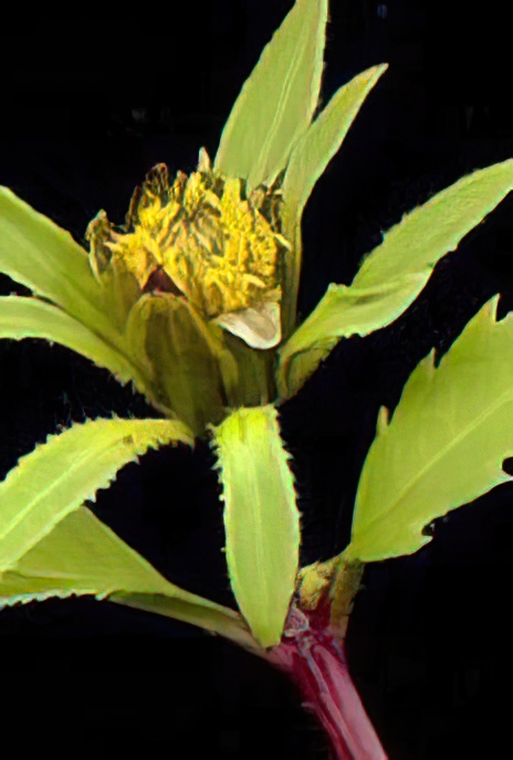 Trifid Bur-marigold