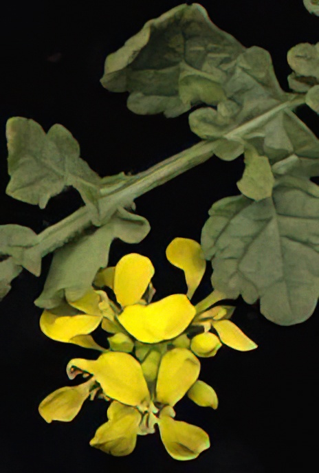 Wild Radish