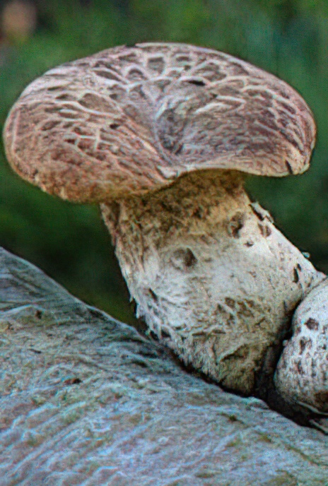 Dryad’s Saddle