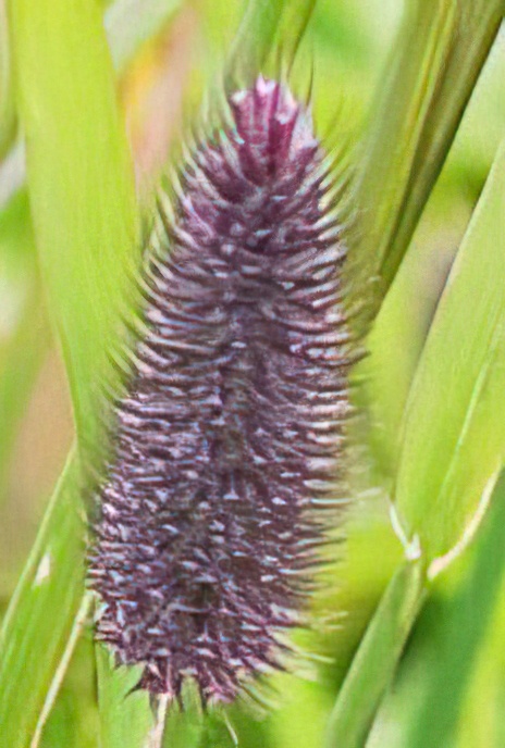 Alpine Cat’s Tail