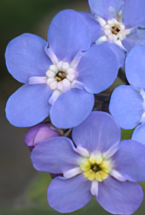 Alpine Forget-me-not