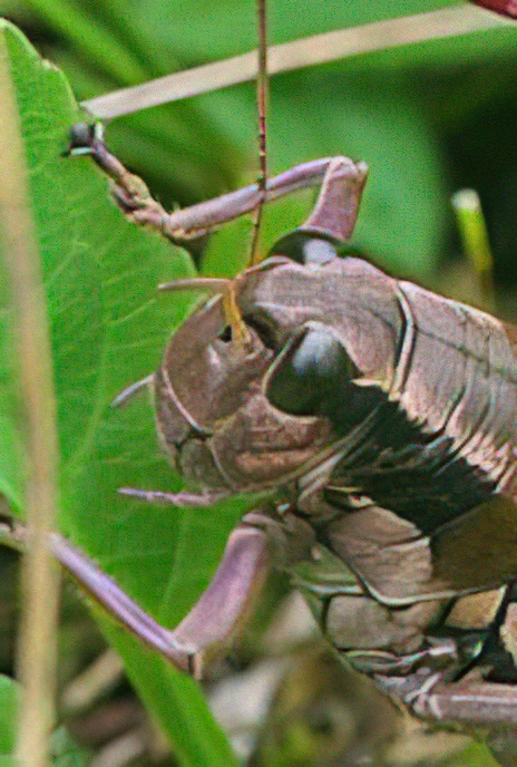 Alpine Grasshopper
