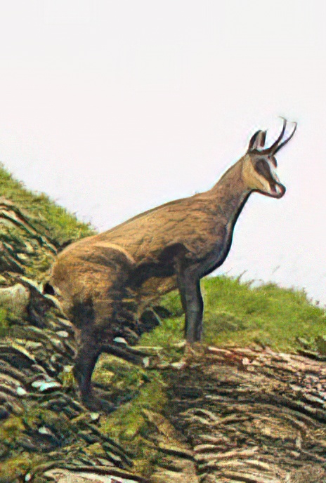 The Chamois