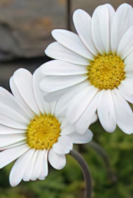 Alpine Moon Daisy
