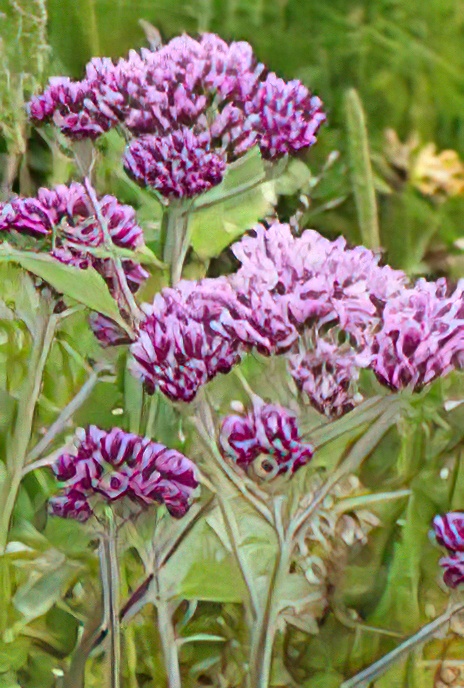 Alpine Adenostyles