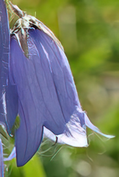 Bearded Bellflower