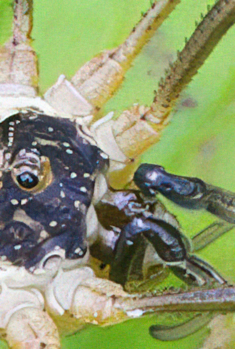 Common Harvestman or Brown Daddy Longlegs