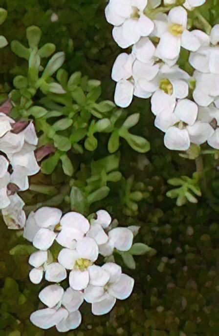 Chamois Cress