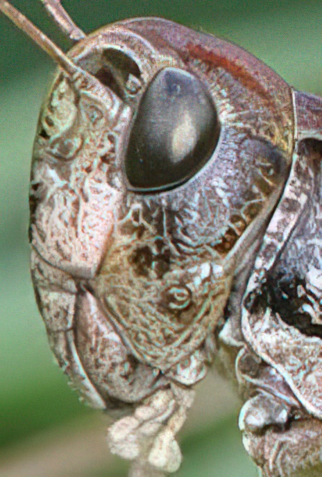 Common Field Grasshopper