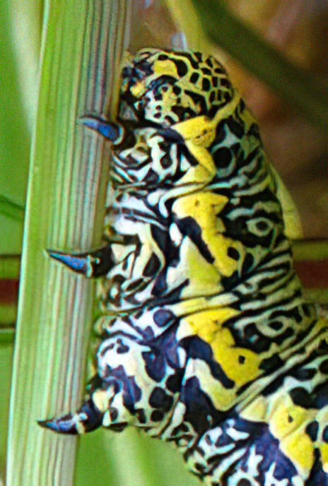 Mullein Moth (caterpillar)