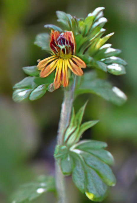 Dwarf Eyebright