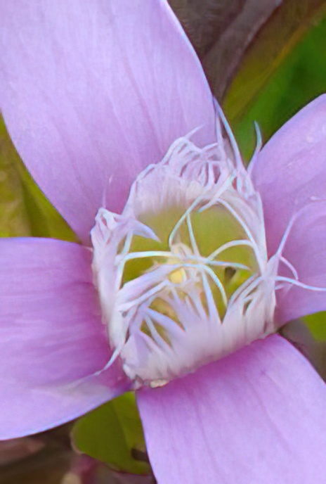 Field Gentian