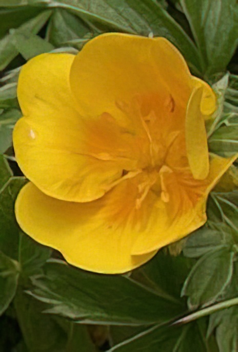 Golden Cinquefoil