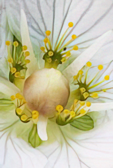 Grass of Parnassus