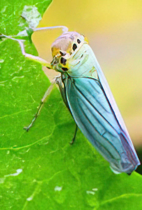 Green Leaf-hopper